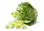 iceberg lettuce