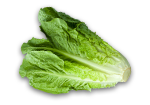 Romaine Lettuce